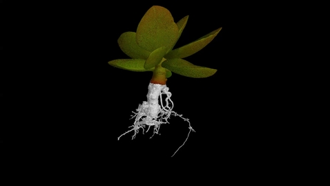 Thumbnail for UoN The Hidden Half: Calico Hearts(Adromischus maculatus)