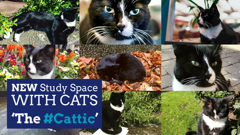 Thumbnail for entry The #Cattic - Coming Soon to Hallward Library