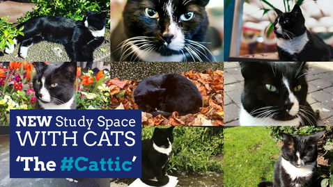 Thumbnail for The #Cattic - Coming Soon to Hallward Library