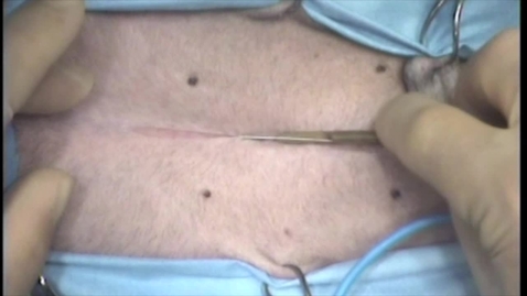 Thumbnail for Ventral midline coeliotomy