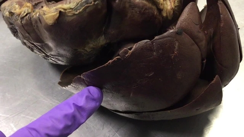 Thumbnail for Anatomy of the gastrointestinal tract in the dog: Liver - Clip 2