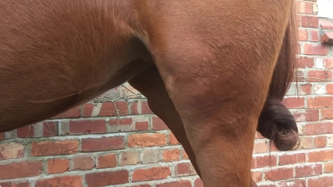 Thumbnail for Patellar locking in the horse