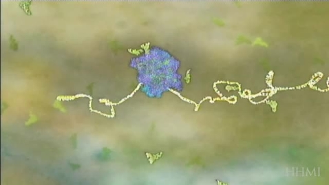 Thumbnail for DNA translation