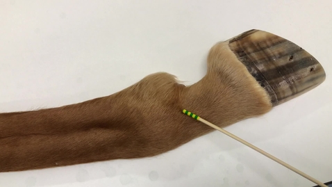 Thumbnail for Anatomy of the equine hindlimb