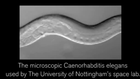 Thumbnail for Spaceflight may extend the lifespan of microscopic worm