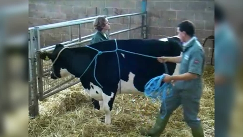 Thumbnail for Cattle restraint methods