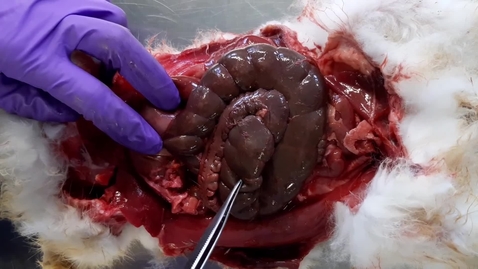 Thumbnail for Anatomy of the gastrointestinal tract in the rabbit: Caecum