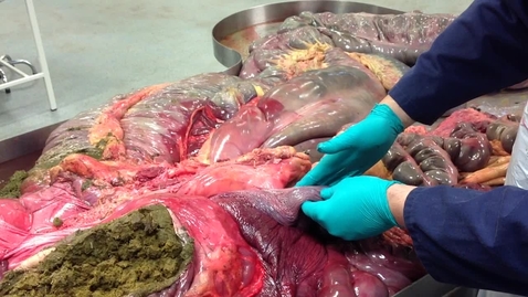 Thumbnail for Anatomy of the gastrointestinal tract in the horse: Spleen