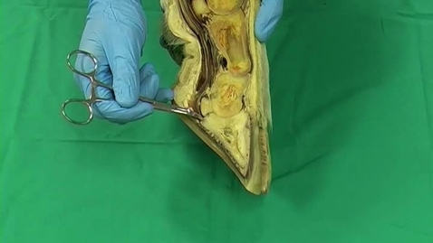 Thumbnail for Anatomy of the bovine distal limb