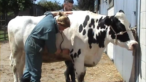 Thumbnail for entry Clinical examination in the cow