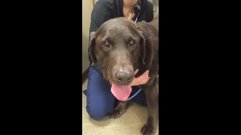 Thumbnail for Inspiratory stridor in the dog with laryngeal paralysis
