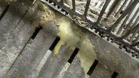 Thumbnail for Neonatal diarrhoea in pigs