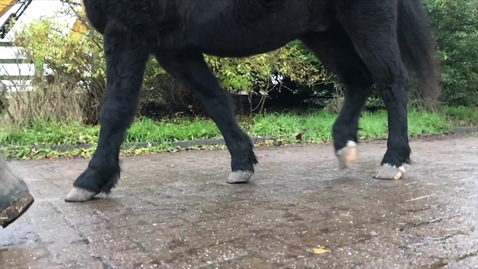 Thumbnail for Equine gait: Walk