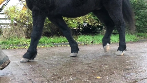 Thumbnail for entry Equine gait: Walk