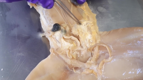 Thumbnail for Reproductive tract in the rabbit