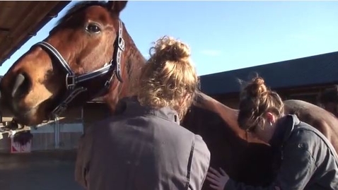 Thumbnail for Lecture: why do horses get colic?