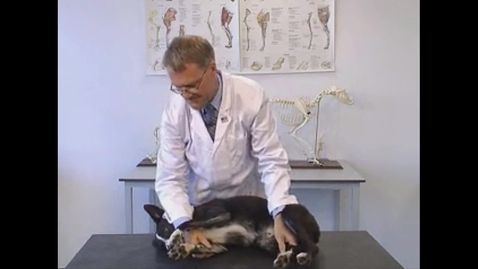Thumbnail for Laying a dog in lateral recumbency