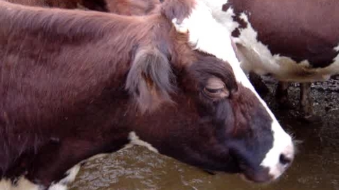 Thumbnail for Cattle rumination: Clip 2