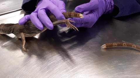 Thumbnail for Reptile tail amputation: Clip 2