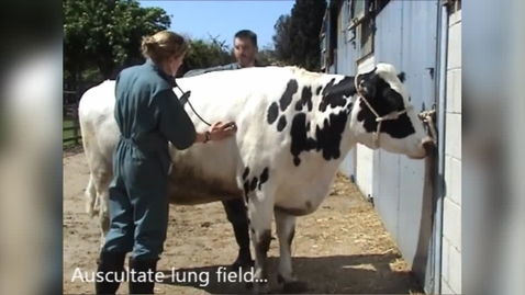 Thumbnail for entry General clinical exam cattle