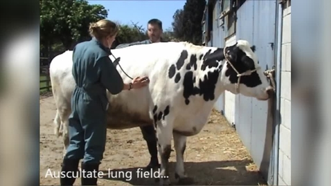 Thumbnail for General clinical exam cattle