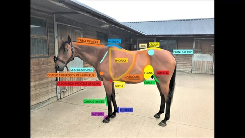 Thumbnail for entry Anatomy of the horse