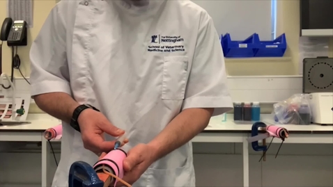 Thumbnail for Taking a blood sample from the cephalic vein