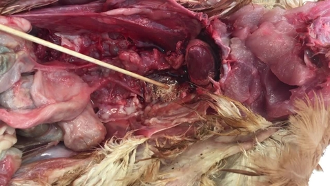 Thumbnail for Anatomy of the lungs in the bird: Clip 2