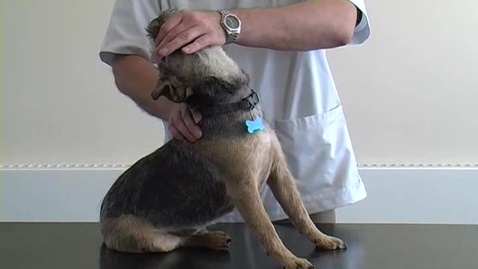 Thumbnail for Neurological examination in the dog: Spinal manipulation