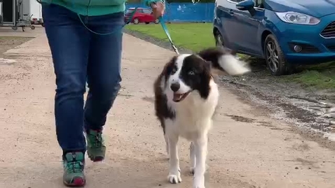 Thumbnail for Gait analysis of the dog: Clip 8
