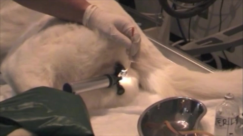 Thumbnail for Urethral catheterisation in the bitch