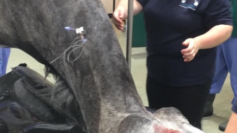 Thumbnail for Winching horse into recovery