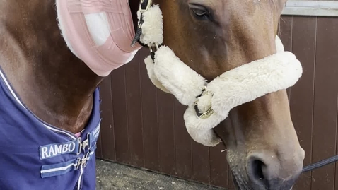Thumbnail for Pain assessment in the horse: Case 7