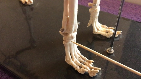Thumbnail for Forelimb of the dog: Carpus and metacarpus