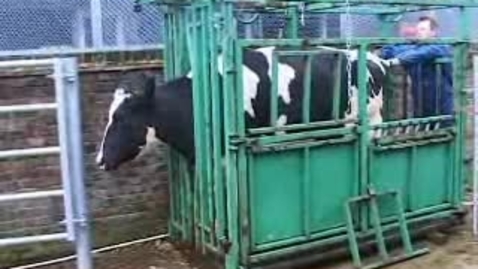Thumbnail for The Mad Cow: BSE Clip 4