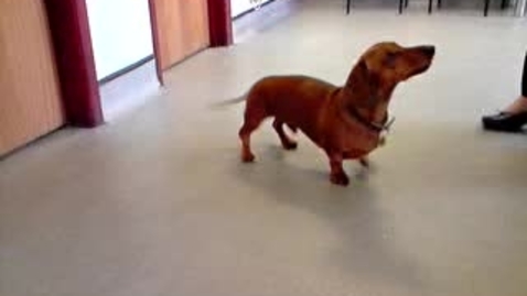 Thumbnail for Neurological assessment in the dog: Clip 2