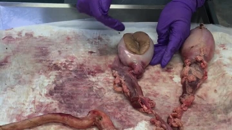 Thumbnail for Reproductive tract in the ram