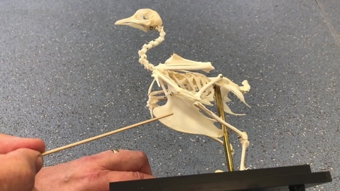 Thumbnail for Sternum of the bird