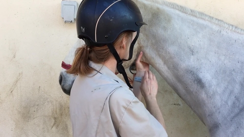Thumbnail for entry Clinical examination in the horse: Neck exam