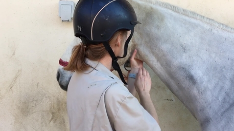 Thumbnail for Clinical examination in the horse: Neck exam
