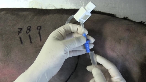 Thumbnail for Thoracic drain placement in the dog