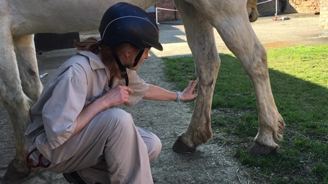 Thumbnail for entry Clinical examination in the horse: Hock exam