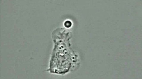 Thumbnail for Cell biology: Macrophage