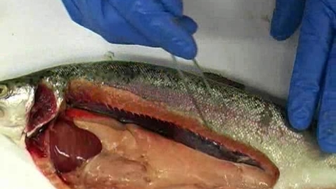 Thumbnail for Reproductive anatomy of the fish