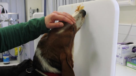 Thumbnail for Administering intranasal vaccines