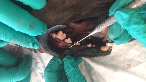 Thumbnail for entry Performing a surgical extraction in the dog