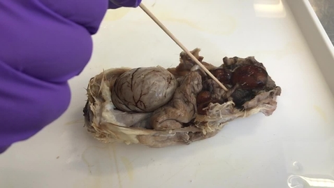 Thumbnail for Reproductive tract in the bird