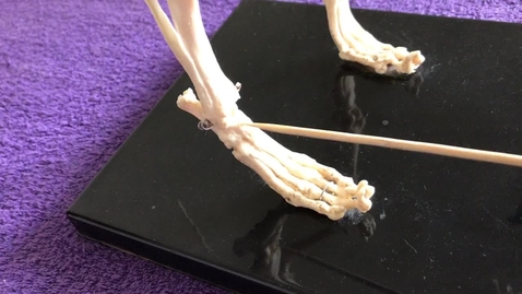 Thumbnail for Hindlimb of the dog: Tarsus, metatarsus and digits