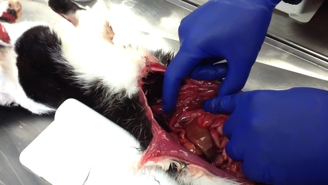 Thumbnail for Anatomy of the gastrointestinal tract in the cat: Stomach