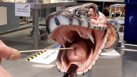 Thumbnail for Anatomy of the mouth in the snake: Teeth and glottis